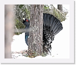 metso Capercaillie 7670 * 1450 x 1209 * (1.09MB)